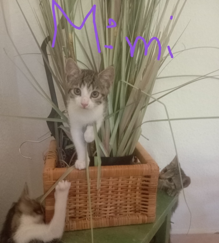 Streitl Maike Kitten Mimi.jpg